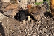 hens brahma