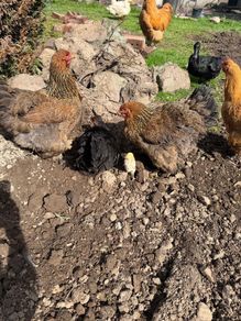 hens brahma