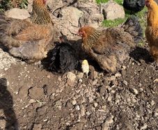 hens brahma