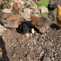 hens brahma