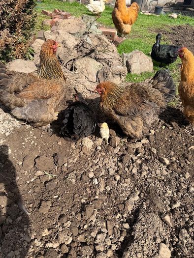 hens brahma