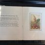 Antique Book Spring Songs with Music from "Flower Fairies of the Spring" Image 4