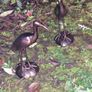 Stunning Pair Of Bronzed Metal Water Cranes Image 2