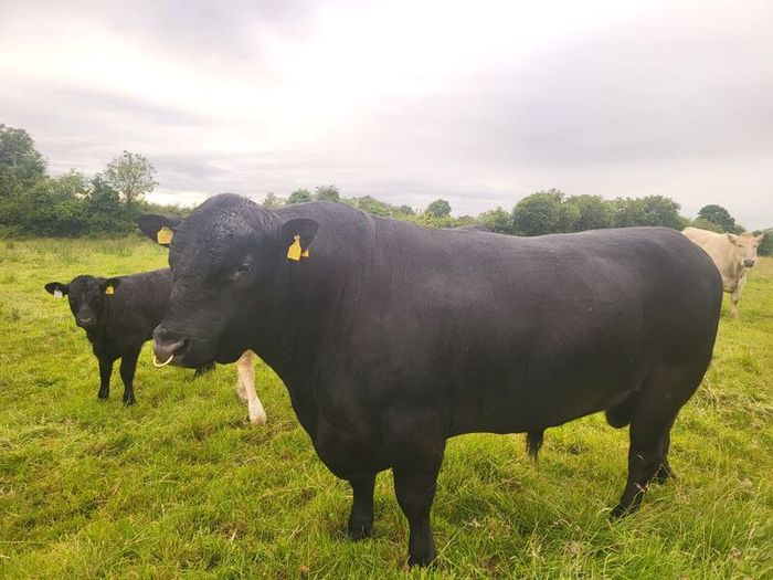 Angus Bull