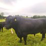 Angus Bull Image 4