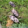 Kune Kune Sows Image 5