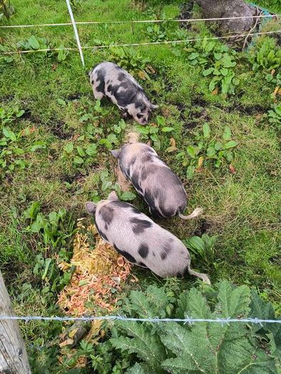 Kune Kune Sows