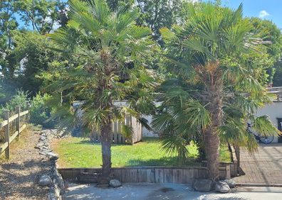 Two Mature Windmill Palm  (Trachycarpus fortunei)