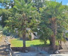 Two Mature Windmill Palm  (Trachycarpus fortunei)
