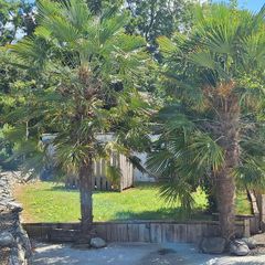 Two Mature Windmill Palm  (Trachycarpus fortunei)