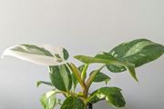 Philodendron White Princess Plant