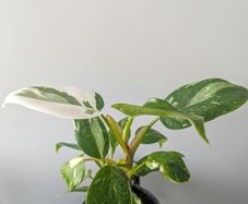 Philodendron White Princess Plant
