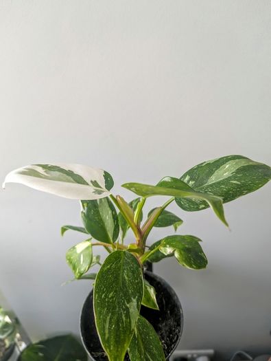 Philodendron White Princess Plant