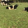 Freisan  in calf heifers Image 6