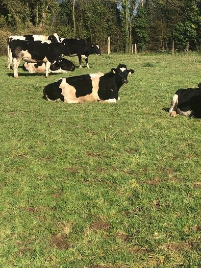 Freisan  in calf heifers