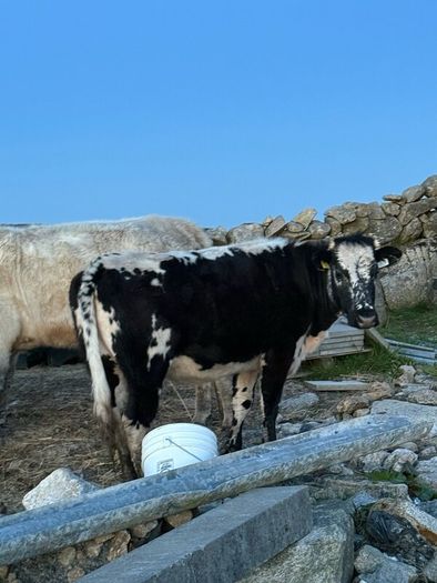 Cow