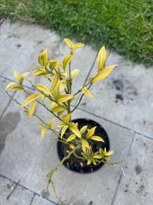 plant