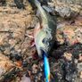 Blue Metal Jig Lure 40g "Pollock Catcher" Image 2