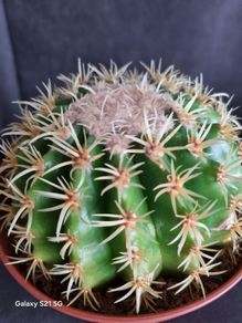Cactus