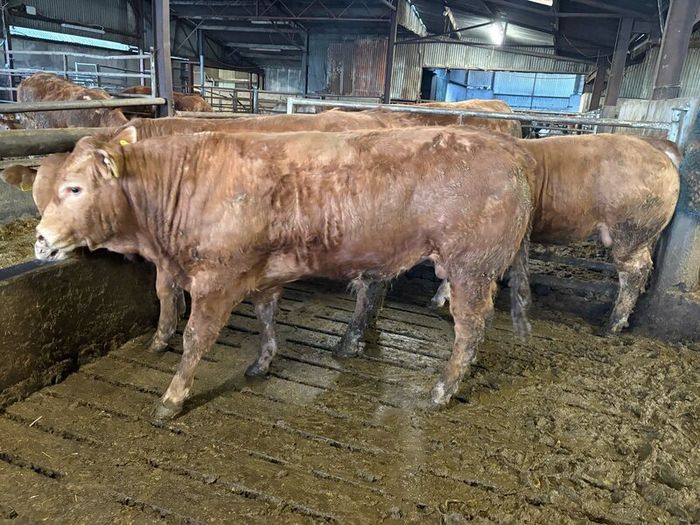 Pedigree Limousin 5 Bulls