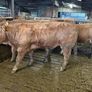 Pedigree Limousin 5 Bulls Image 6