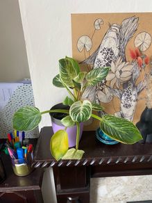 plant