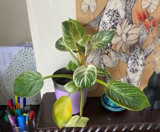 plant