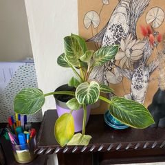 plant