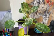plant