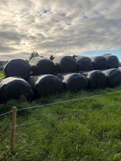Round bales of silage