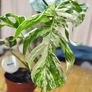 Monstera Deliciosa Variegata in 15cm pot and 50cm in height #2 Image 5