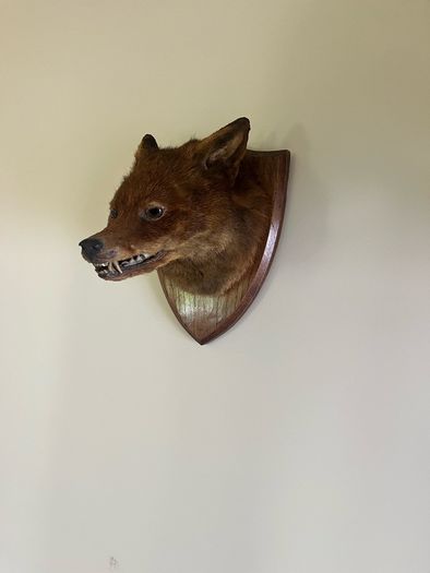 Antique Taxidermy Red Fox Mask