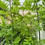 garden plants Image 3