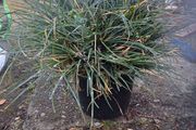 Festuca Grass Plant