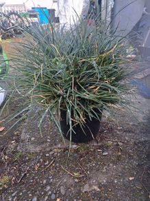 Festuca Grass Plant