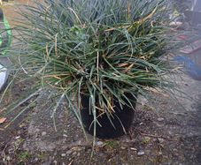 Festuca Grass Plant