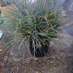 Festuca Grass Plant
