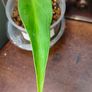 Monstera Burle Marx Flame base cut Image 2