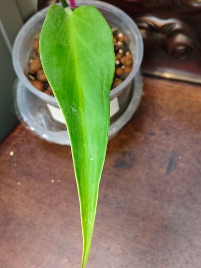 Monstera Burle Marx Flame base cut