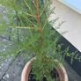 Conifer Tree Image 3