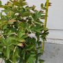 Tree Peony Image 6
