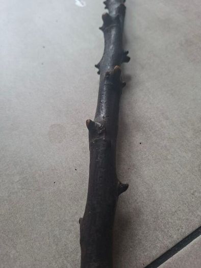 Antique Traditional Irish Blackthorn walking stick