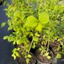 Golden Queen yellow raspberry 2l pot available in September 2024 Image 4