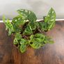 Monstera adansonii house plant Image 2