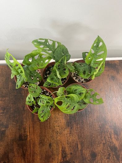 Monstera adansonii house plant