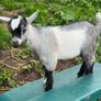 Pedigree Pygmy Goats Image 4