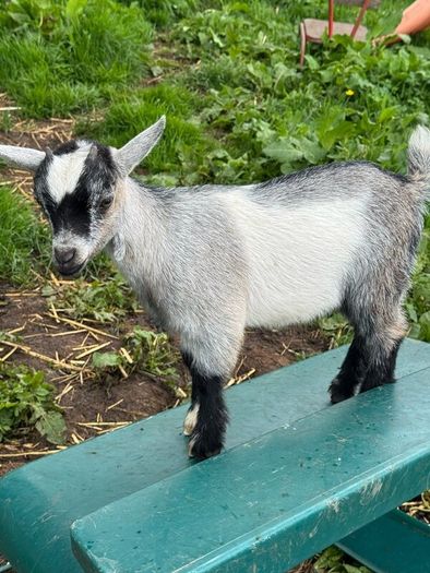 Pedigree Pygmy Goats