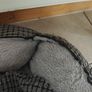 Dog bed and bowls Image 3