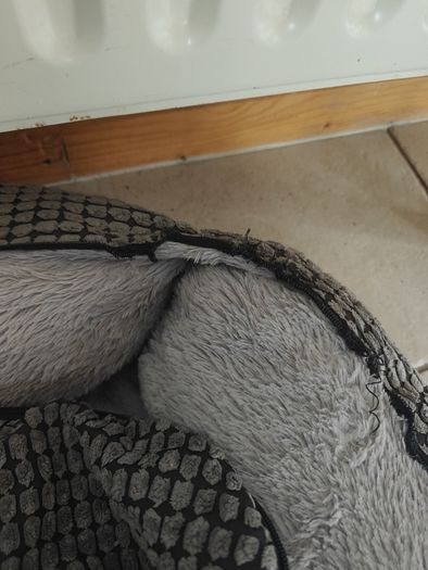 Dog bed and bowls