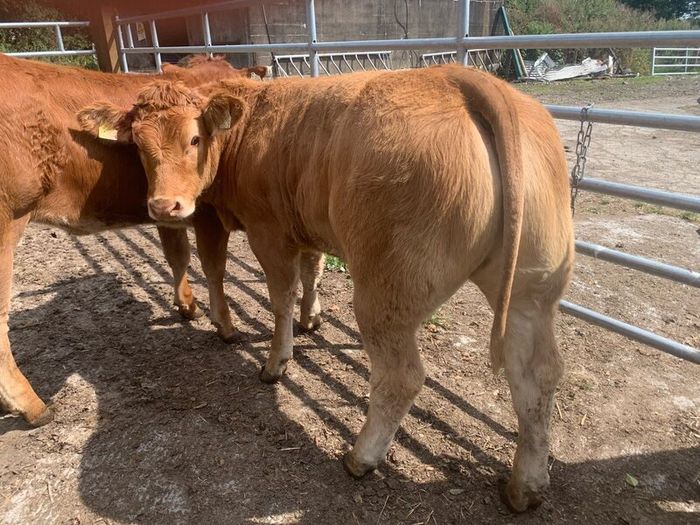 2 super cow makers